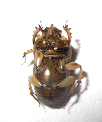 Euoniticellus intermedius