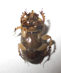 Euoniticellus intermedius