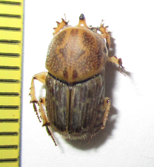 Euoniticellus intermedius