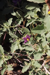 Solanum burchellii