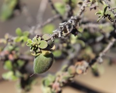Diospyros ramulosa