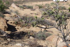 Diospyros ramulosa