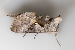 Syngrapha epigaea