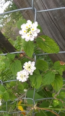 Lantana achyranthifolia