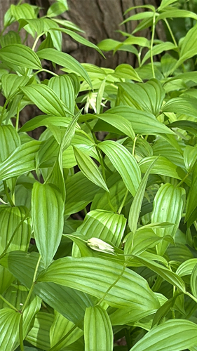 Disporum viridescens iNat (3)