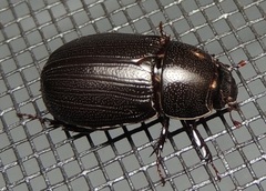 Dyscinetus morator