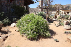 Pelargonium spinosum