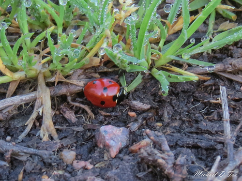Seven-spotted Lady Beetle
