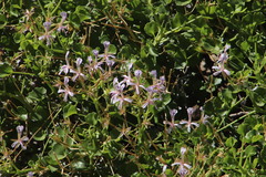 Pelargonium spinosum