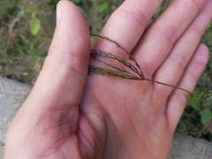 Digitaria sanguinalis