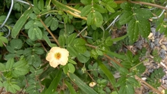 Kallstroemia rosei