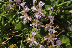 Pelargonium spinosum