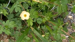 Kallstroemia rosei