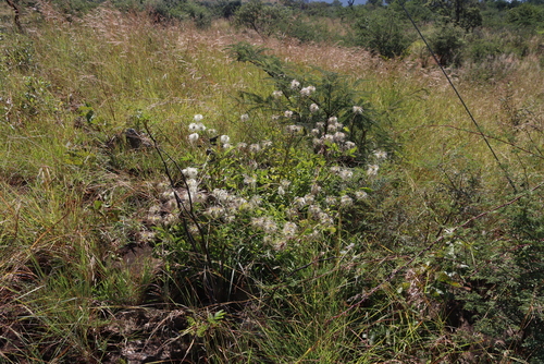 Clematis villosa, photograph 6