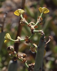Euphorbia dregeana