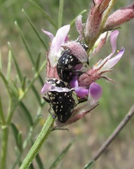 Oxythyrea cinctella