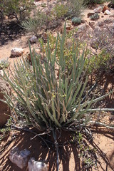 Euphorbia dregeana