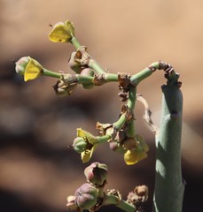 Euphorbia dregeana