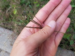 Digitaria sanguinalis
