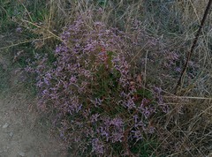Limonium narbonense