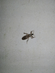 Oncocephalus squalidus