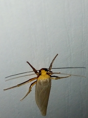Eilema complana