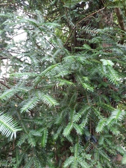 Torreya nucifera