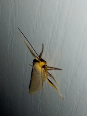 Eilema complana