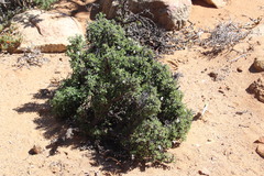 Pelargonium xerophyton