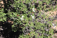 Pelargonium xerophyton