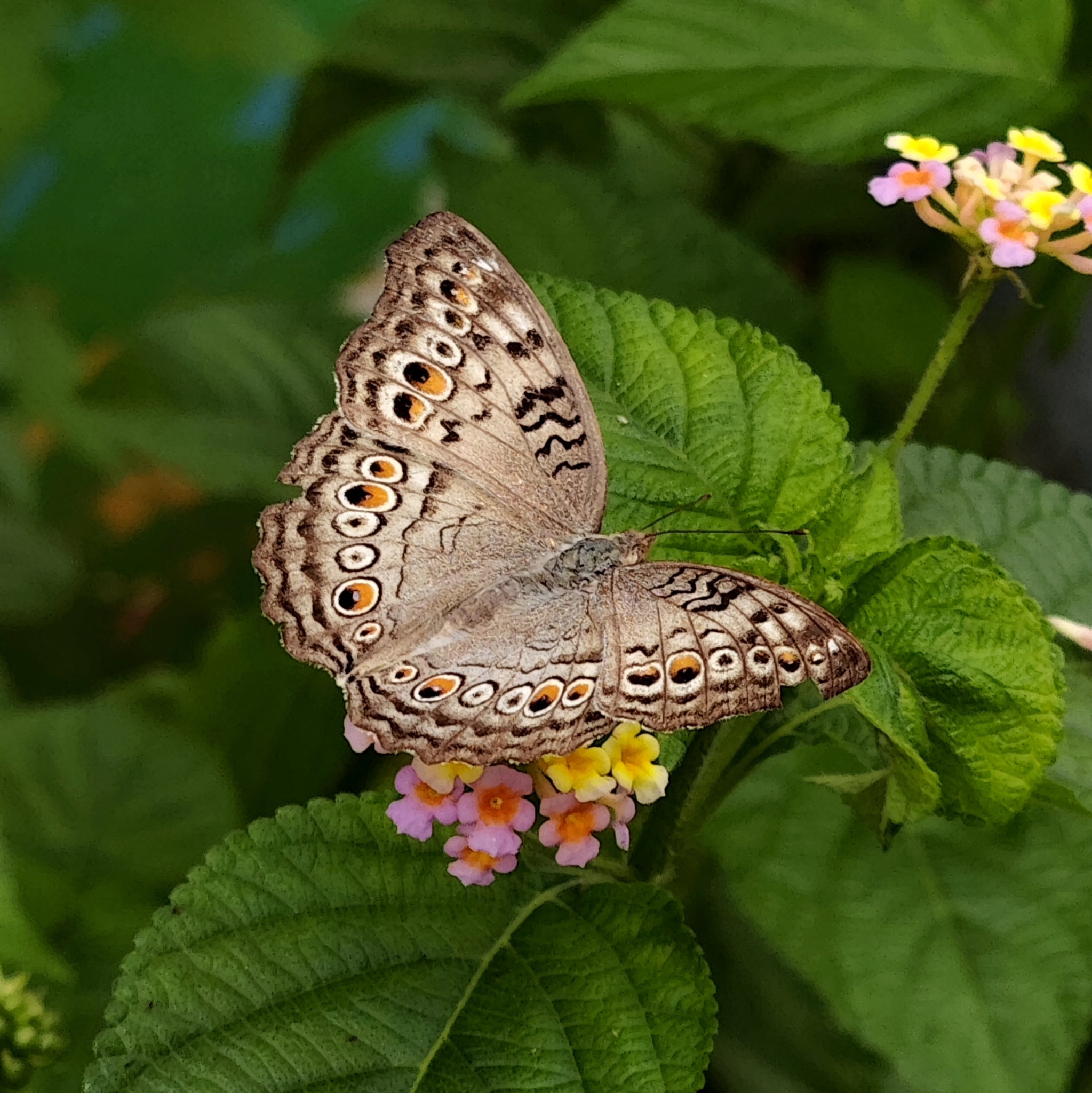 Grey Pansy