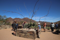 Portulacaria armiana