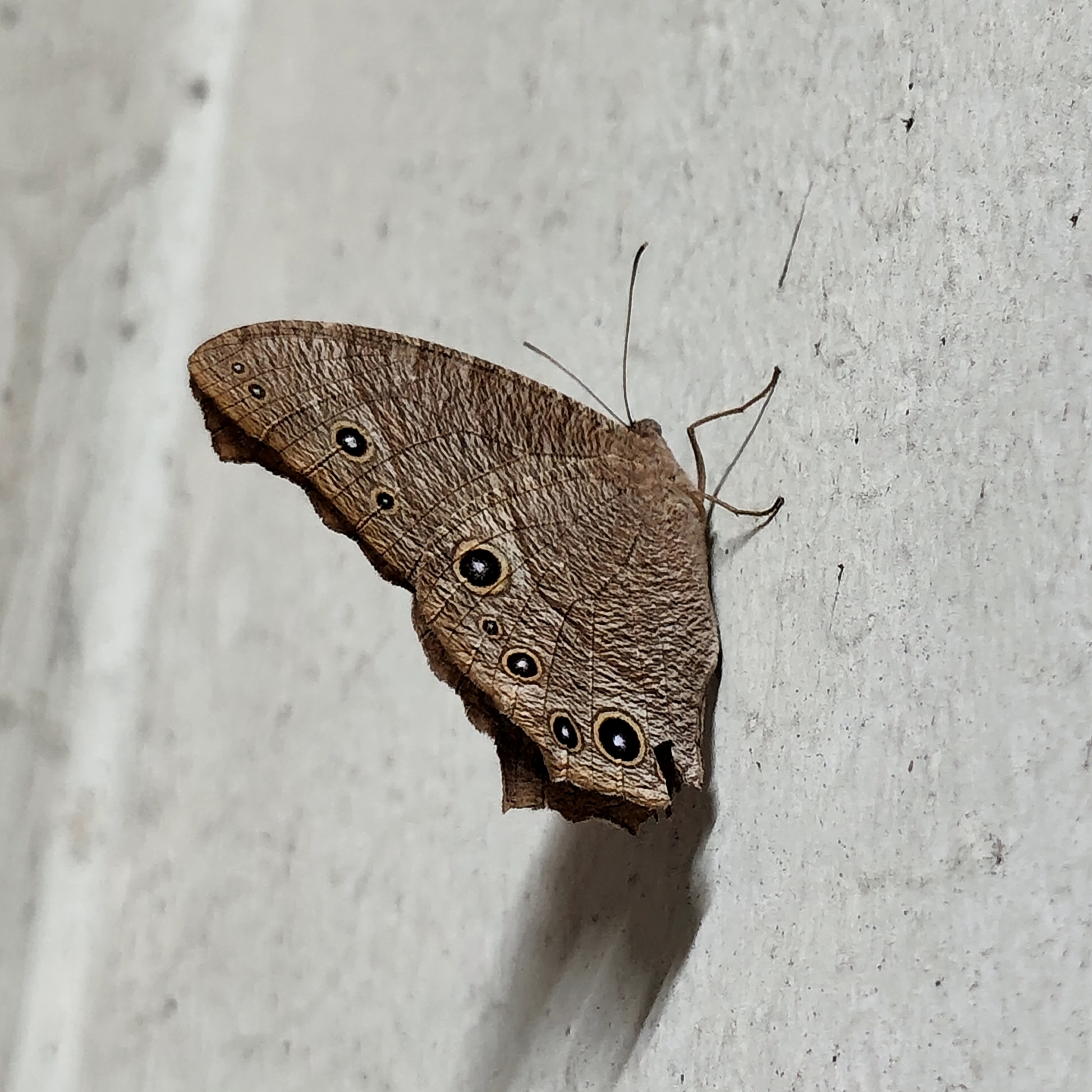 Common Evening Brown