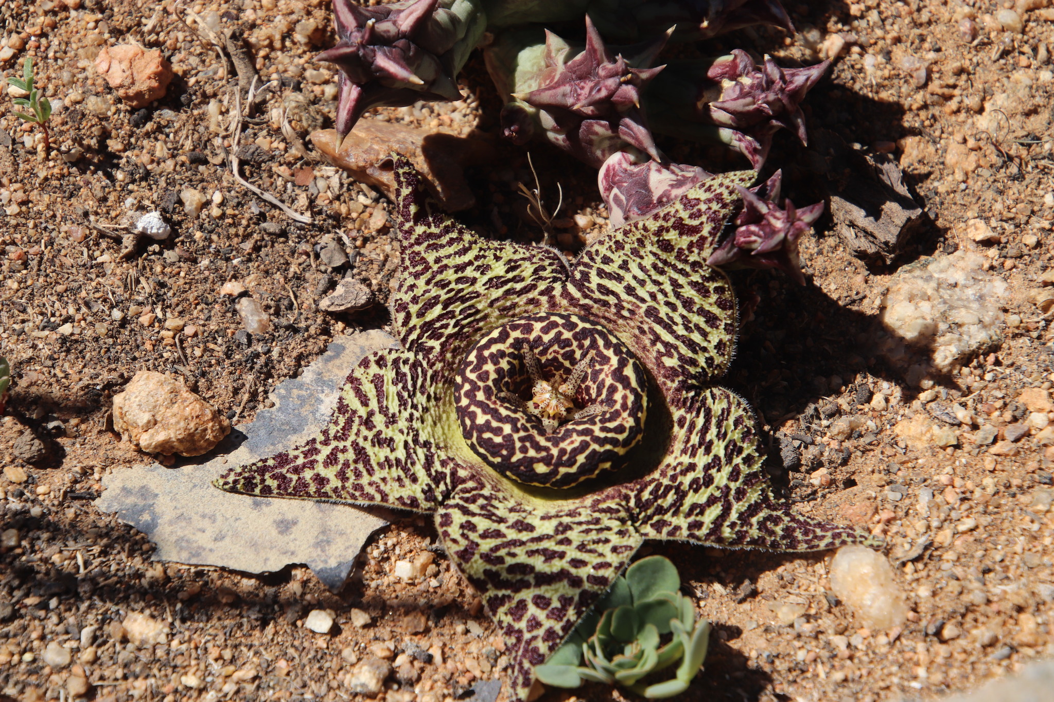 Stapelia tridentata (N.E.Br.) Rüst 2