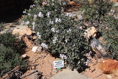 Pelargonium echinatum