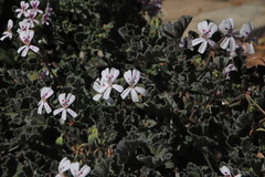 Pelargonium echinatum