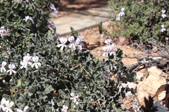 Pelargonium echinatum