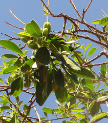 Maerua angolensis subsp. angolensis image