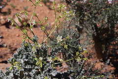 Pelargonium klinghardtense