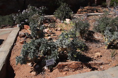 Pelargonium klinghardtense