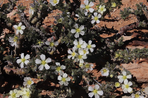 Image of Monsonia herrei by (c) Tony Rebelo, some rights reserved (CC BY-SA)