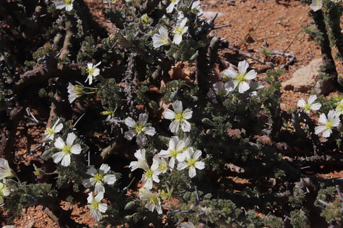 Image of Monsonia herrei by (c) Tony Rebelo, some rights reserved (CC BY-SA)
