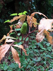 Arisaema