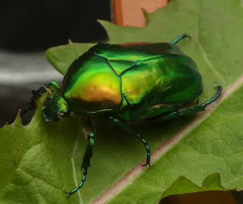 Big Rose-chafer, photo 3 of 7