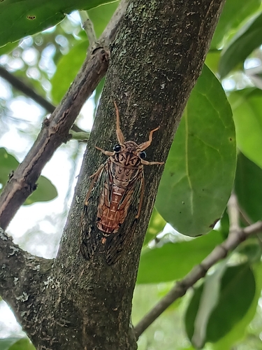 Chisos Cicada