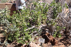 Pelargonium spinosum