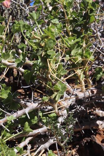 Image of Thorny Pelargonium (Pelargonium spinosum) by (c) Tony Rebelo, some rights reserved (CC BY-SA)