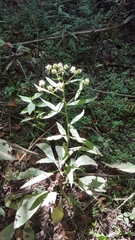 Verbesina walteri