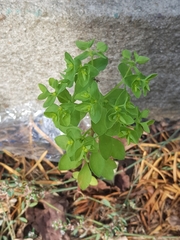Euphorbia peplus