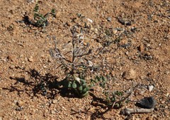 Trachyandra tortilis